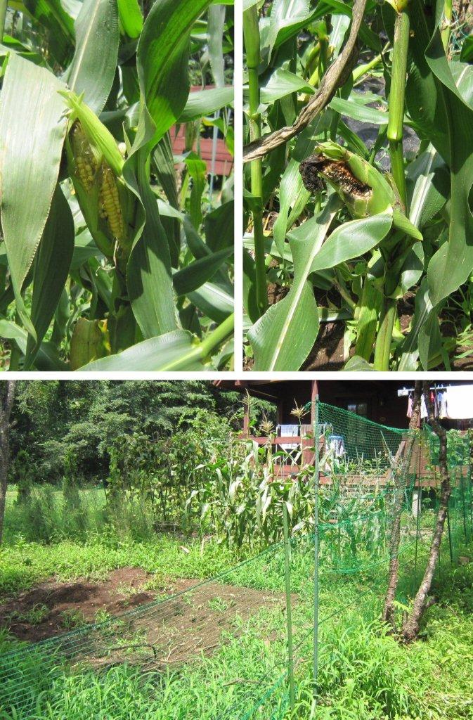 鹿（？）に齧られたトウモロコシと簡易フェンス